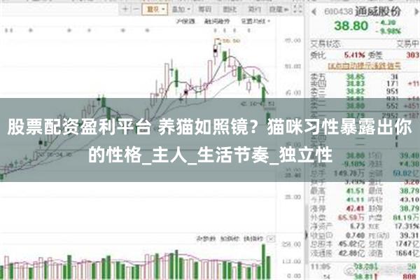 股票配资盈利平台 养猫如照镜?猫咪习性暴露出你的性格_主人_生活节奏_独立性